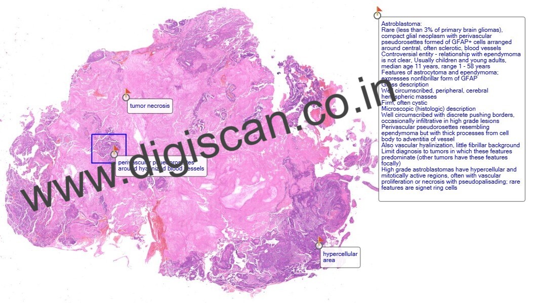 Complete Histopathology Digital Slides Set (System-Wise & Organ-Based Collection)